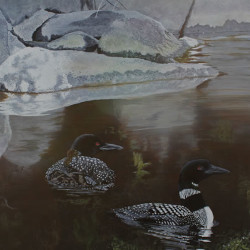 Algonquin Afternoon - Common Loons by Steve McAllister